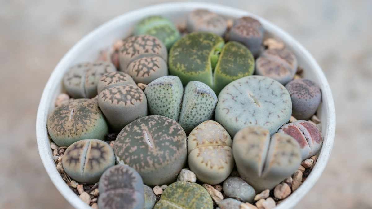 Growing Lithops: The Fascinating Living Stones You Can Cultivate