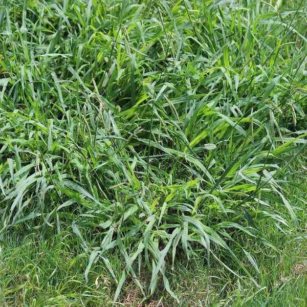 Effective Ways to Eliminate Crabgrass for a Lush Lawn