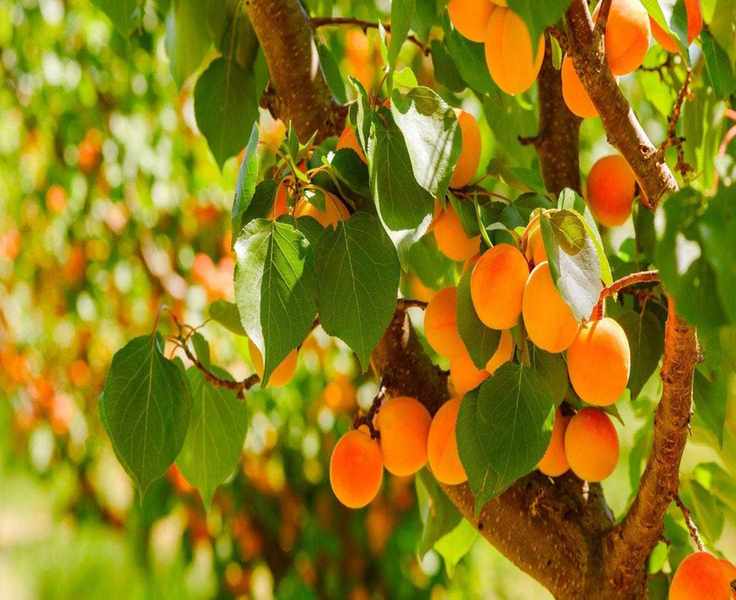 Essential April Care for Apricot Trees: 3 Steps for Juicy Fruit
