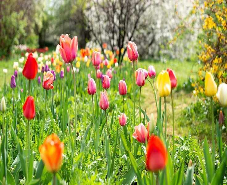 Celebrate National Gardening Day with 6 Easy Tasks to Boost Your Garden