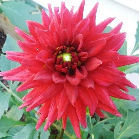 Red Pygmy Border Dahlia Flower Bulbs - 3 Tubers Per Pack - Deer Resistant - Good as Cut Flowers - Grows Well in Containers - Easy to Grow Live Plants - Outdoor Garden