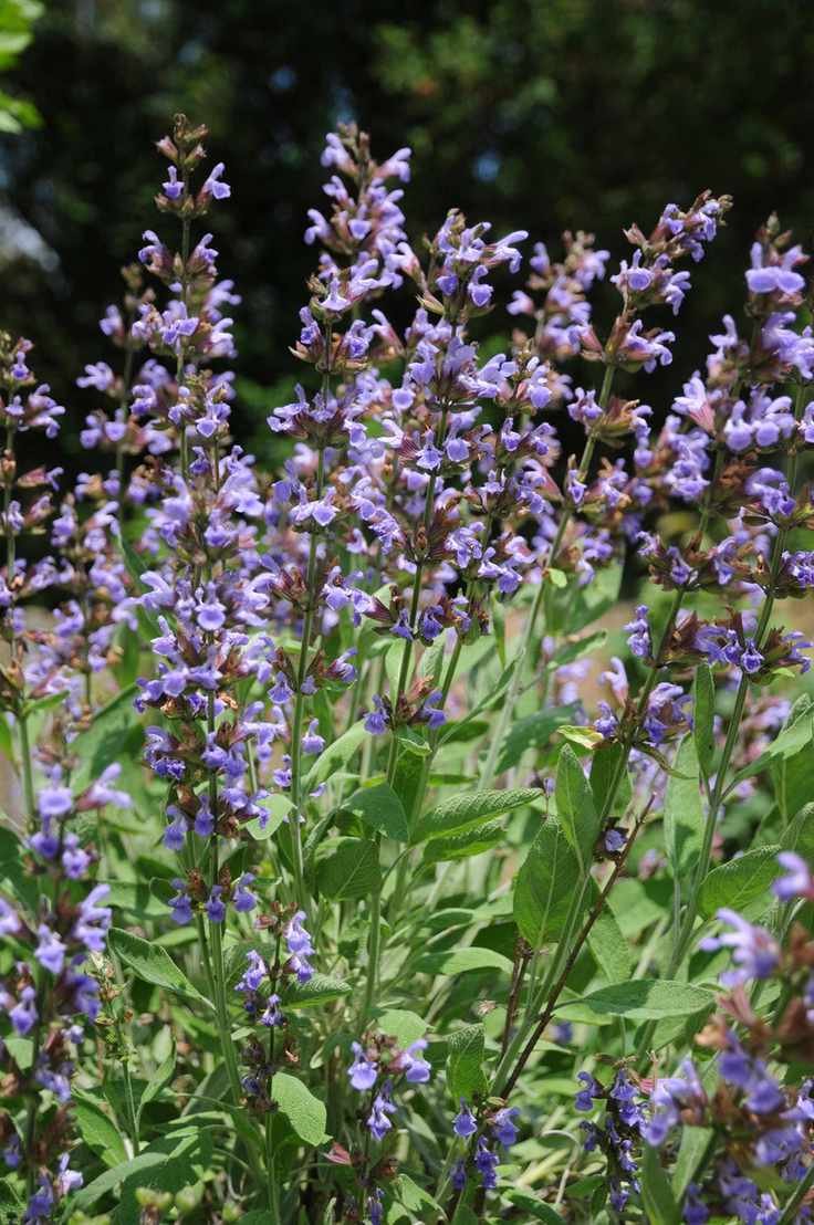 Sage growing in a garden