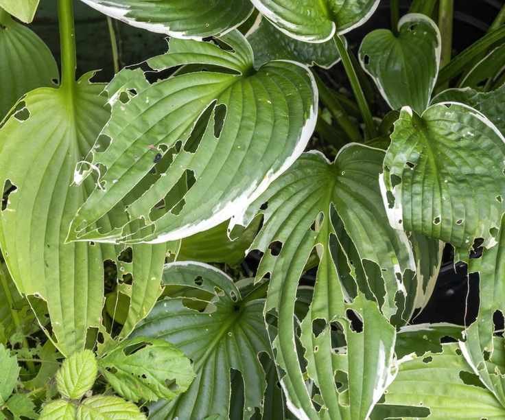 Hosta foliage with snail and slug damage