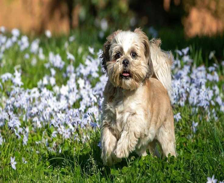 Top Non-Toxic Ground Cover Plants for Pet-Friendly Gardens