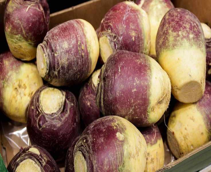 Growing Rutabaga: Essential Tips for This Sweet and Earthy Vegetable