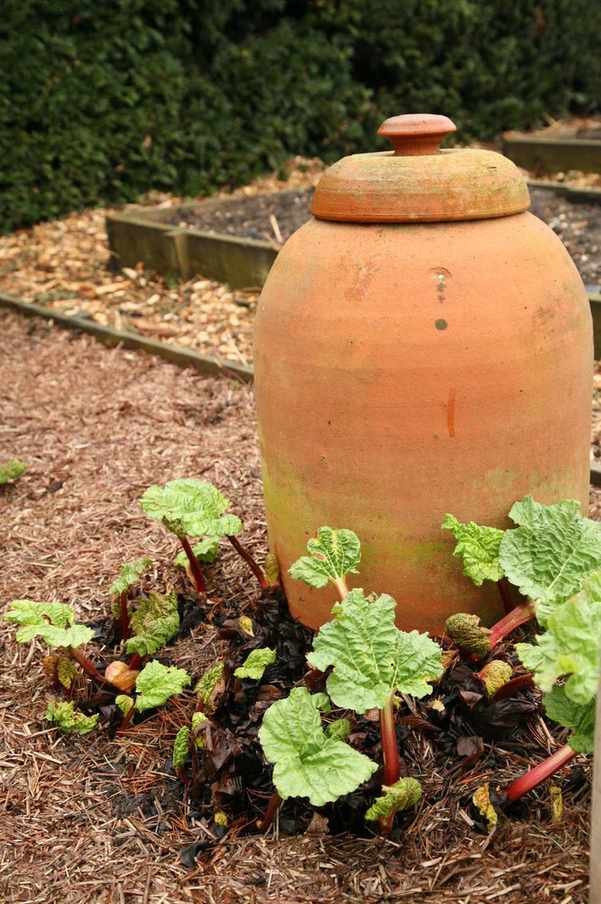 rhubarb pot