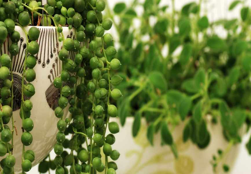 Essential Guide to String of Pearls Plant Care for Success