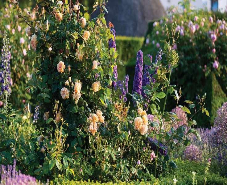 The Right Time to Prune Your Roses for Optimal Blooms