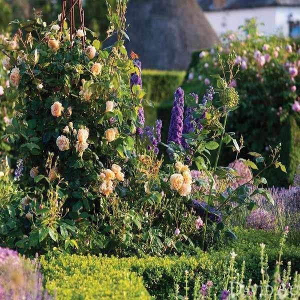 cottage garden with rose 'Crown Princess Margareta'