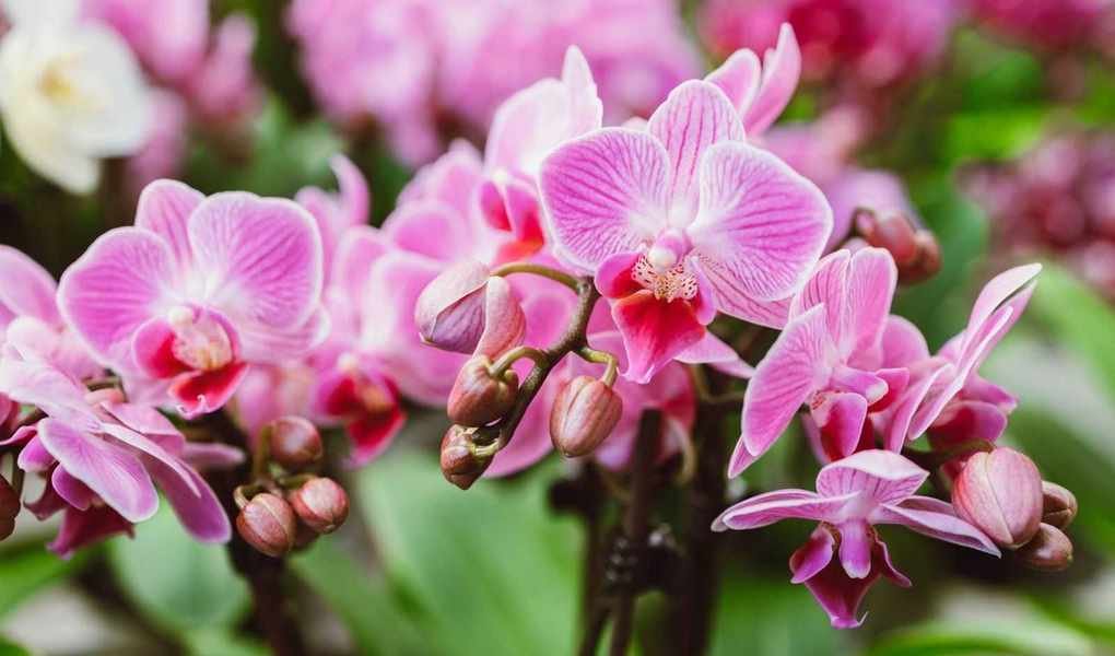Fertilizing Orchids: Essential Tips for Thriving Indoor Plants