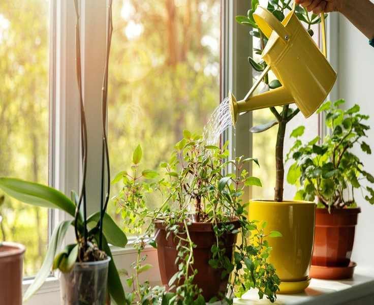 Fixing Overwatered Plants: Signs and Solutions for Healthy Growth