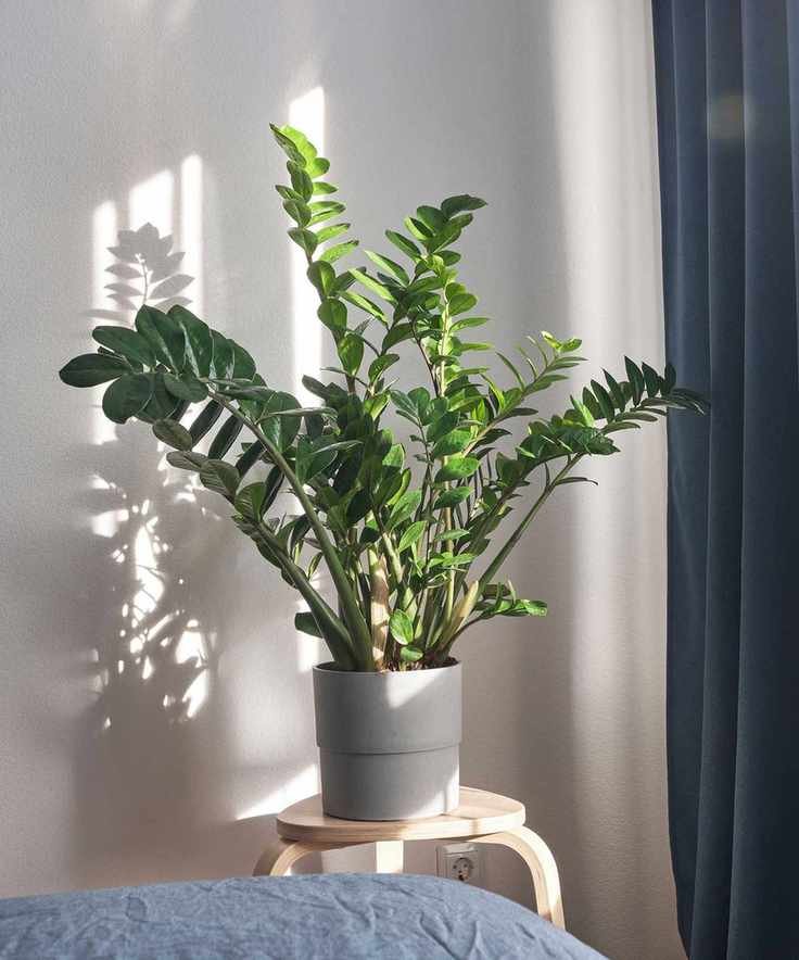 ZZ plant on stand