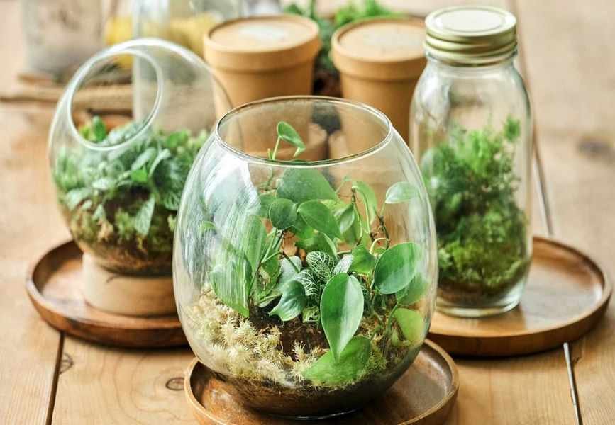 Revitalize Your Terrarium for a Longer Lifespan: Quick Tips