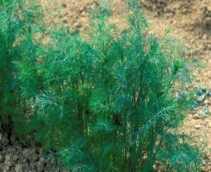 dill growing in garden in how to grow dill