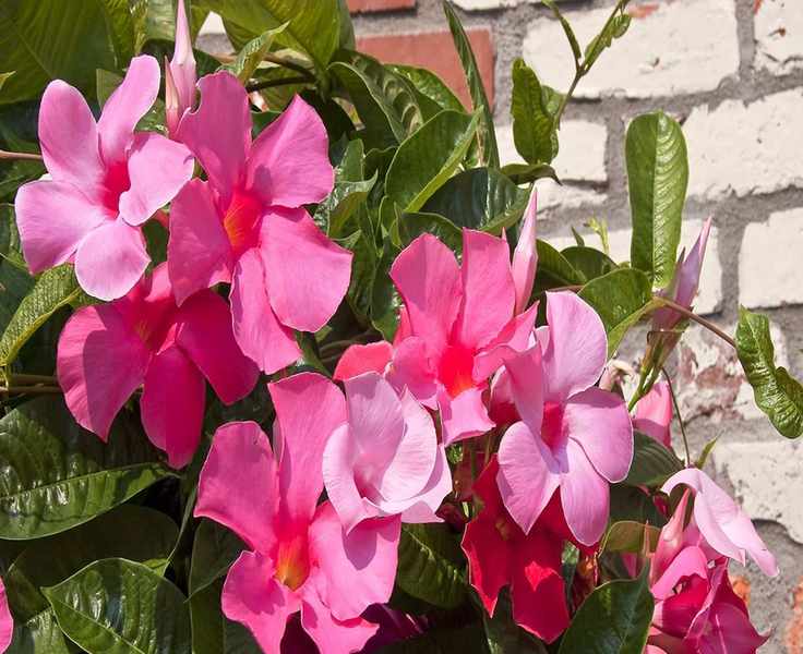 9 Climbing Plants That Will Beautify Your Home with Stunning Blooms