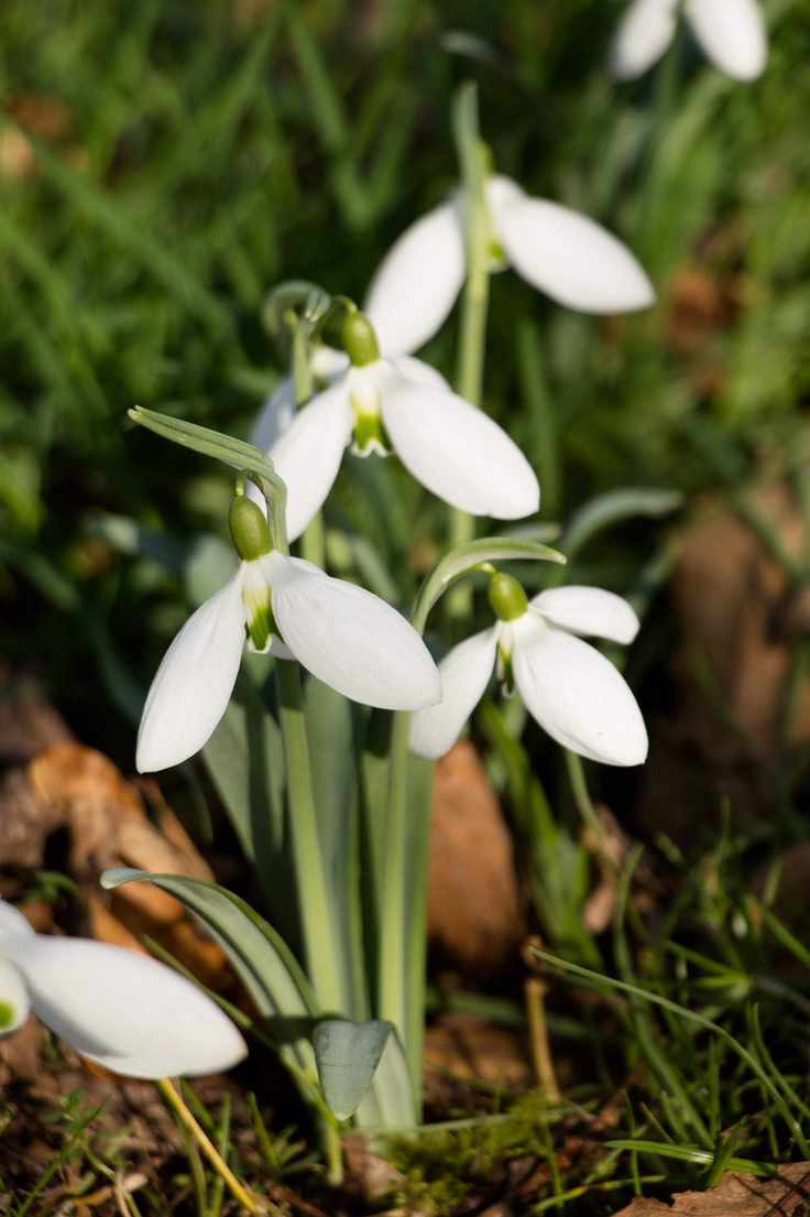 Galanthus Imbolc