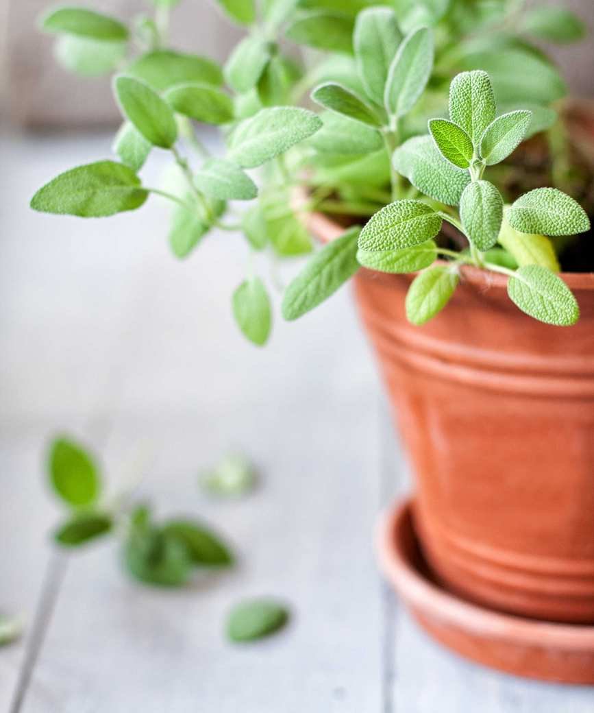Sage plant in a terracotta pot indoors