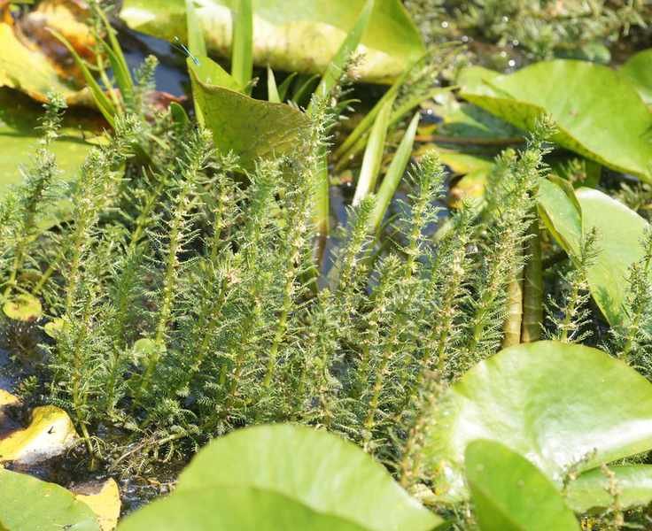hornwort growing in a pond