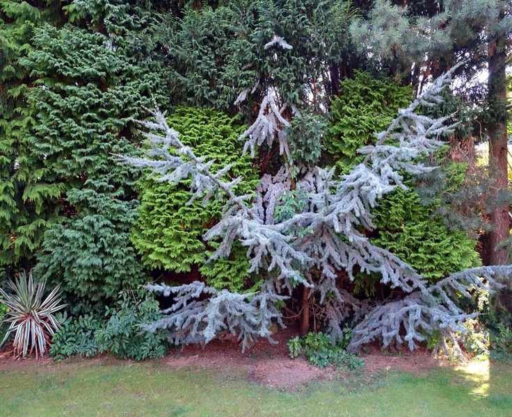 Mixed privacy hedge