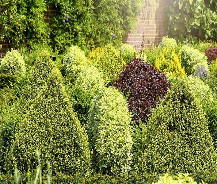 Expert Tips on Pruning Evergreen Bushes for Optimal Health