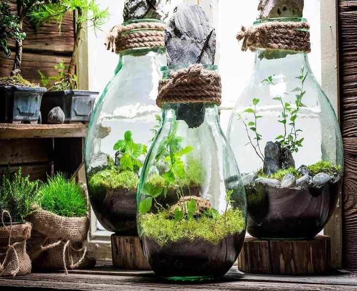 Create a Terrarium in Under an Hour: A Step-by-Step Guide