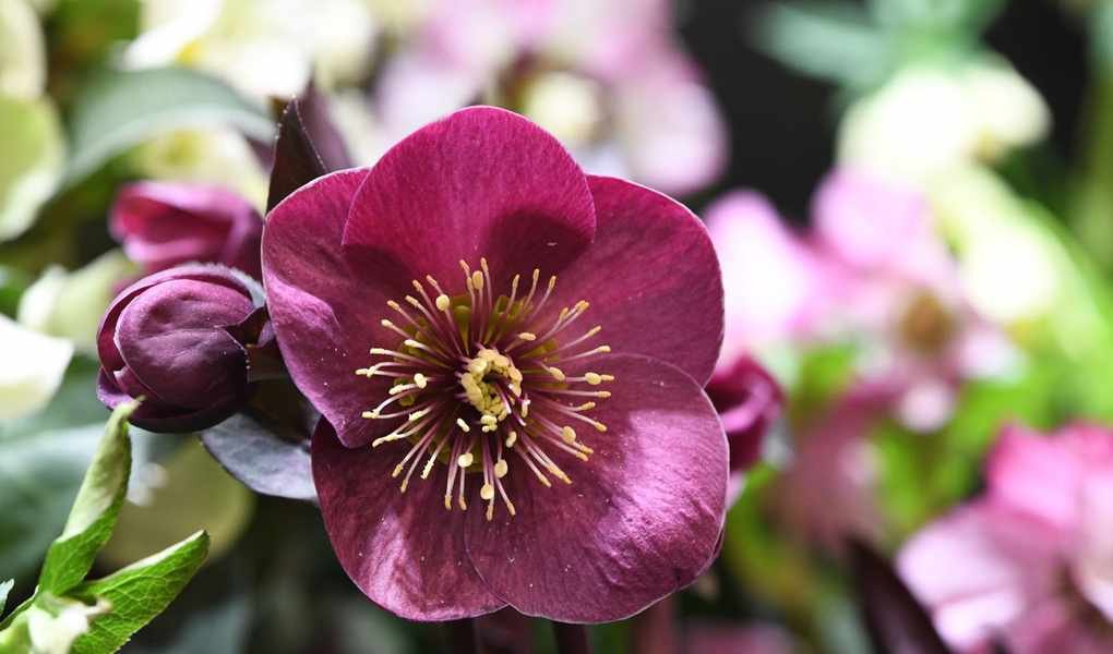 Planting Hellebores for a Stunning Winter Garden Display