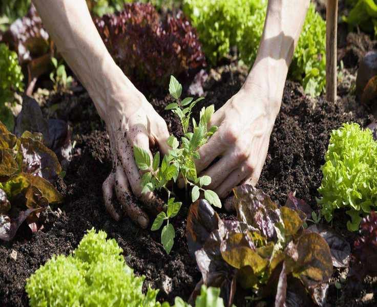 Understanding Succession Planting: Maximize Your Harvests Effortlessly