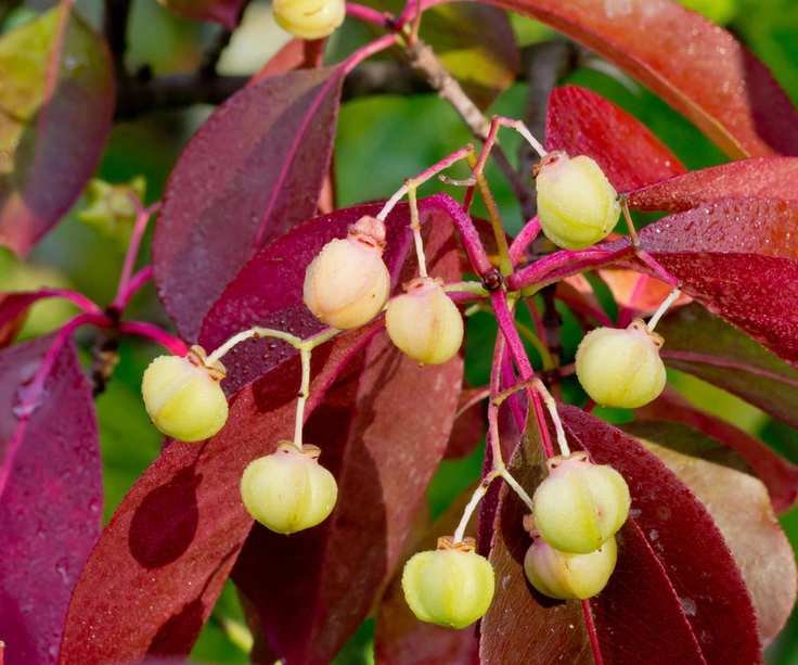 Euonymus fortunei 'Coloratus' with berries