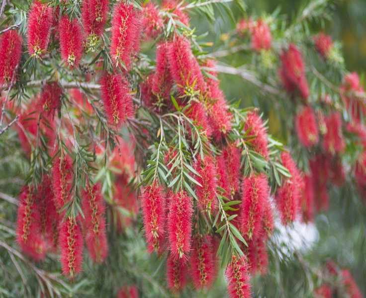 Growing Bottlebrush Plants for Striking Crimson Blooms