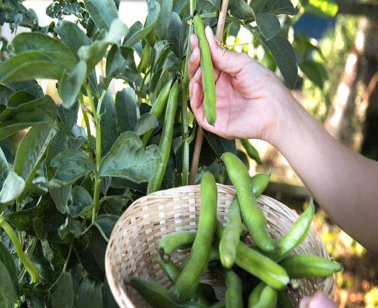 Mastering Fava Bean Harvesting: Techniques and Timing Tips