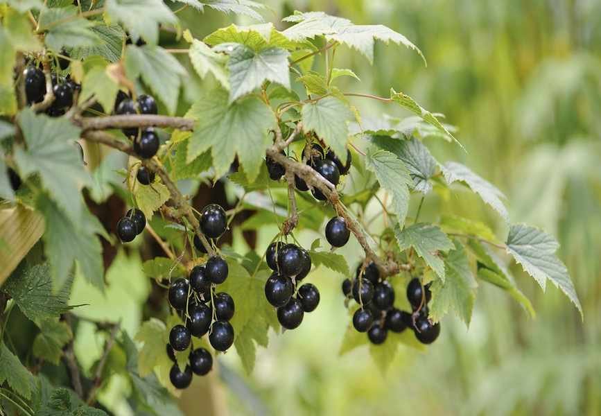 Pruning Blackcurrants for Bountiful Harvests: Timing and Techniques