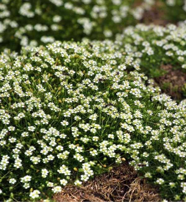 Irish moss flowers