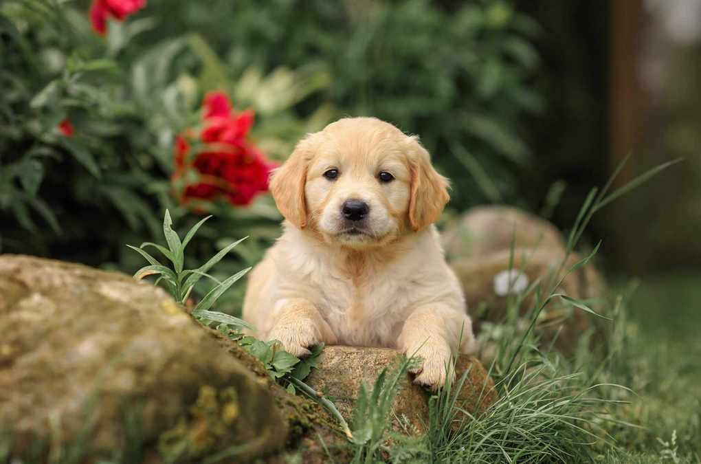 Is Pet Insurance Worth It? Understanding Your Options
