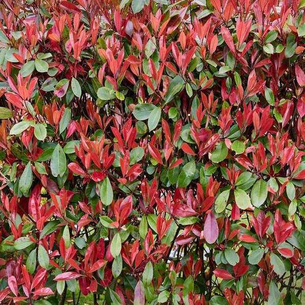 Trees to espalier robin
