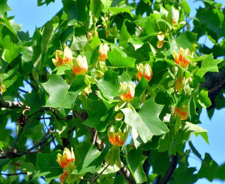 Close up of Tulip tree or poplar tree (Liriodendron tulipifera) in bloom
