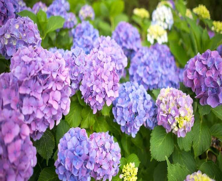 Transforming Hydrangea Colors: Simple Tips for Stunning Blooms