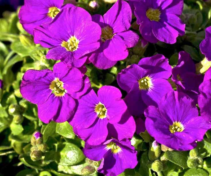 butterfly garden aubrieta cascade purple in bloom