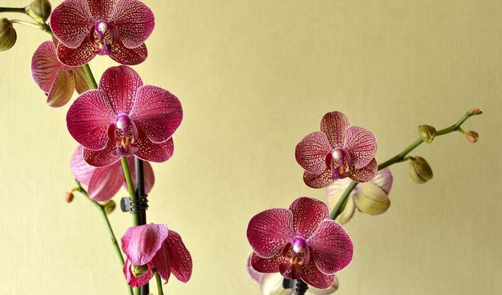 Mastering Orchid Watering: Essential Tips and Common Mistakes