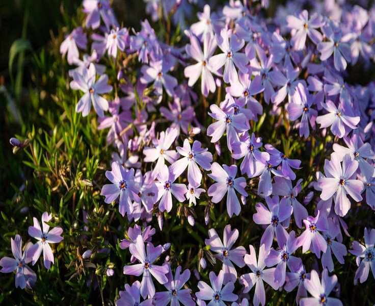 Creeping Phlox: Tips for Growing This Vibrant Ground Cover