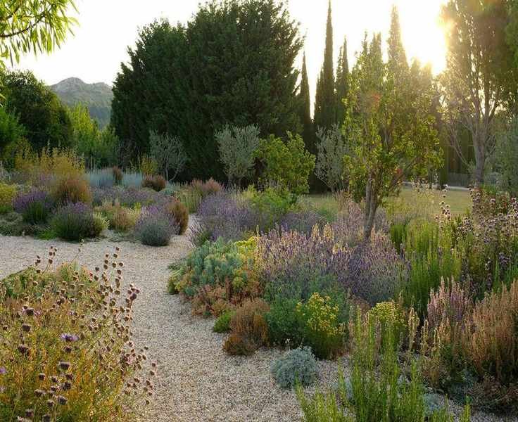 Gravel path with Mediterranean planting