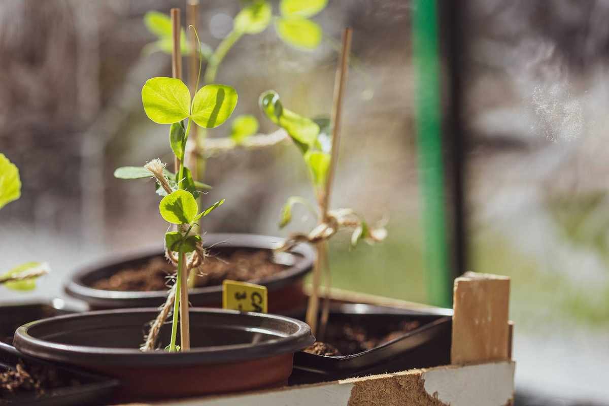 How to grow peas in pots