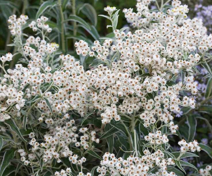 butterfly garden Anaphalis margaritacea flowering in summer border