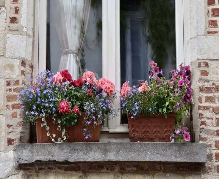Brighten Your Window Boxes This April with Flowers That Last Until Fall