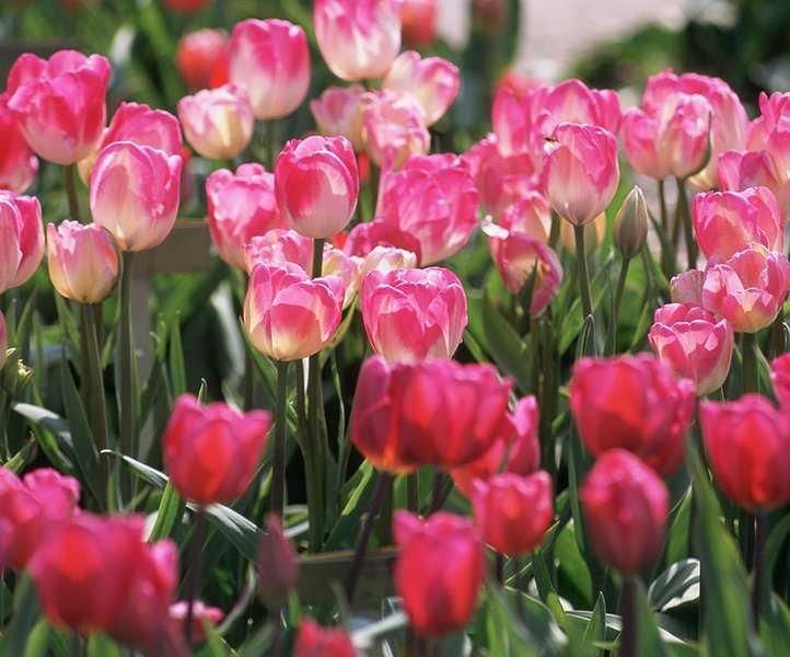 pink tulips