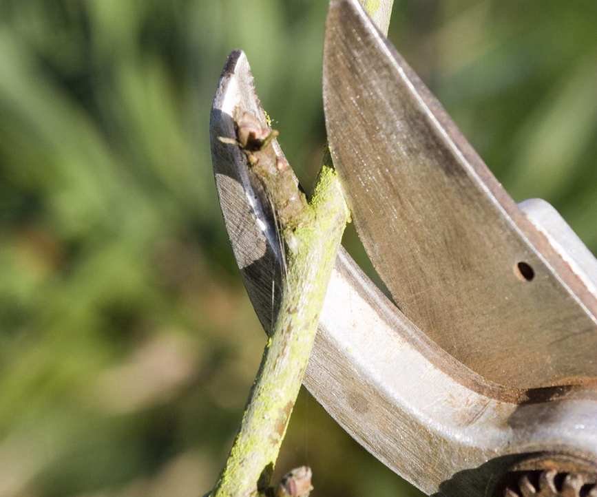 Pruning fruit trees with a pair of secateurs