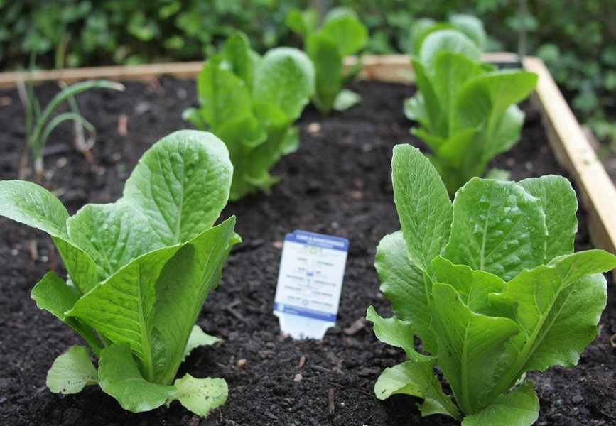 young spinach plants in a bed