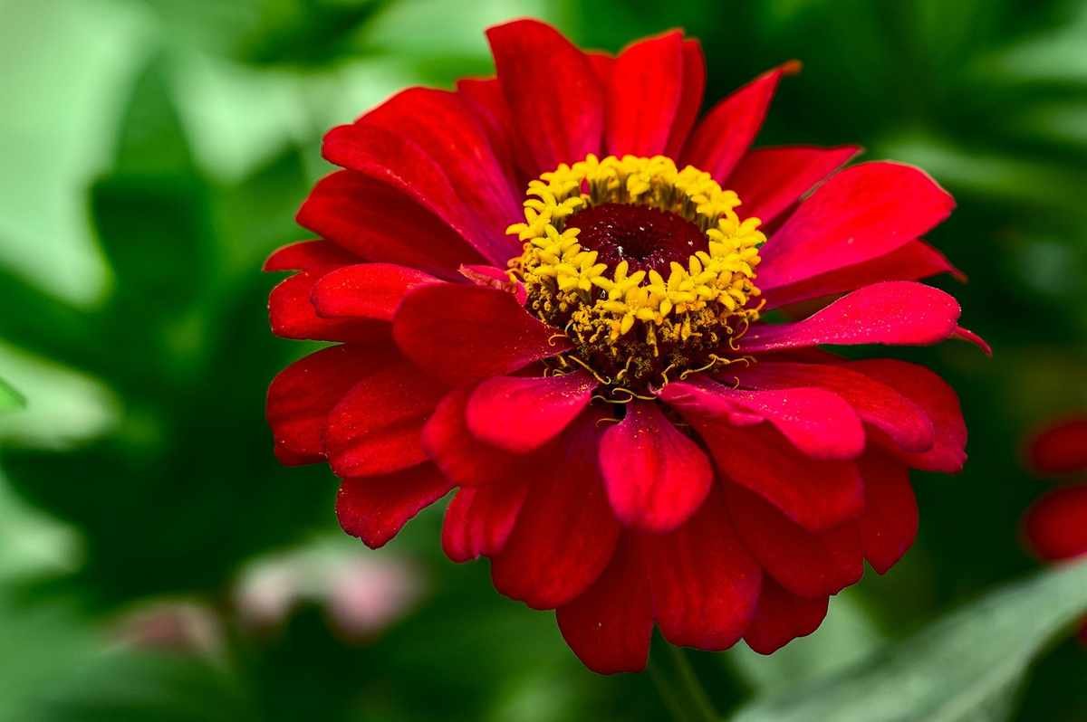 how to grow zinnias pisauikan-unsplash