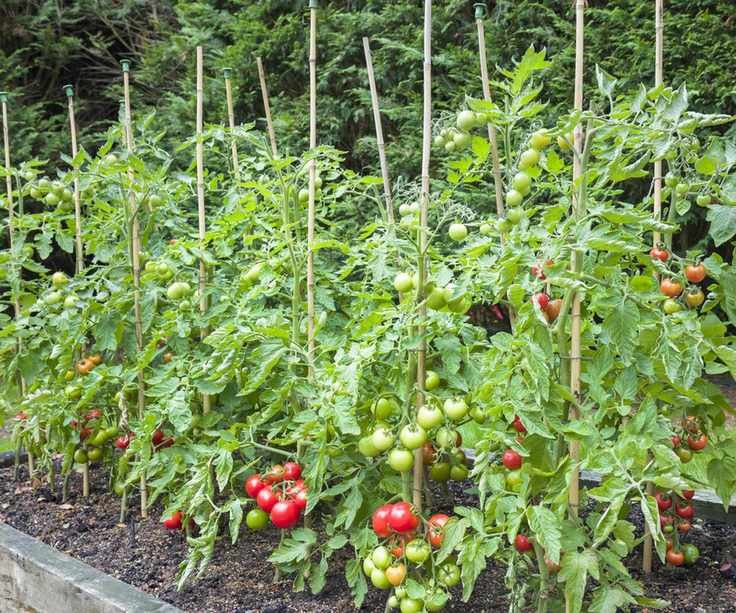 Tomato plants growing in a raised bed