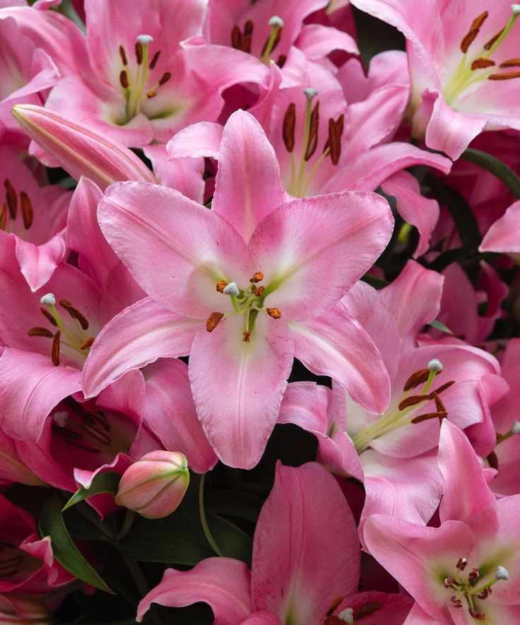 Trumpet Lily