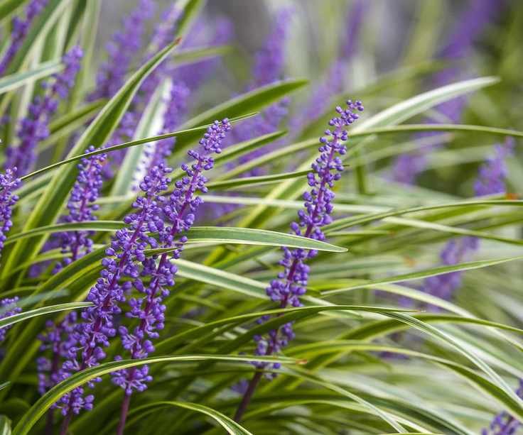 Liriope muscari in bloom